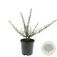 Cotoneaster microphyllus GM C1.3