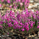Erica c. 'Rubens' Palette' GM P9.5 2 jaar