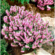Erica carn. 'Springwood Pink' GM P9.5