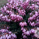Erica carn. 'Winter Beauty' GM P9.5
