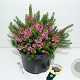 Erica vagans 'St Keverne' GM P9.5