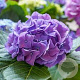 Hydrangea m. 'Little Purple' 25-30 cm 2,0L
