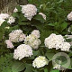 Hydrangea m. 'Little White' 15-20 cm 2,0L