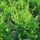 Ilex crenata 'Green Hedge' 60-80 cm met kluit