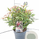 Leucothoe keiskei Burning Love 30-40 cm 2,0L