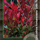 Leucothoe 'Little Flames' 25-30 cm 2,0L