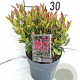 Leucothoe 'Little Flames' 25-30 cm 2,0L