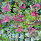Lonicera nit. 'Red Tips' 25-30 cm C1.5