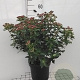 Viburnum tinus 40-50 cm 7,5L