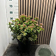 Viburnum tinus 40-50 cm 7,5L