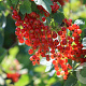Ribes r. 'Junifer' 40-60 cm wortelgoed 3 tak