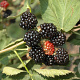 Rubus frut. 'Himalaya' 25-30 cm 2,0L