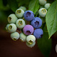Vaccinium c. 'Emblue' 60-80 cm 20L