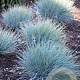 Festuca glauca Intense Blue GM P17