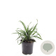 Liriope muscari 'Big Blue' GM C1.3