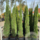 Cupressus sempervirens 150-175 cm 25L