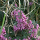 Erica carnaea 'Herbacea' GM P9.5