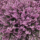Erica carnea 'Ruby Glow' GM P9.5