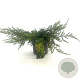 Juniperus comm. 'Repanda' 20-25 cm 2,0L