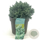 Juniperus squamata 'Blue Star' 15-20 cm 2,0L