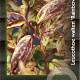 Leucothoe walteri 'Rainbow' 30-40 cm 2,0L