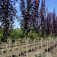 Prunus cer. 'Nigra' 8-10 HO wortelgoed