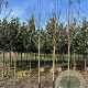 Prunus d. 'Monsieur Hâtif' 10-12 HO wortelgoed