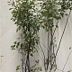 Amelanchier lamarckii 125-150 cm 7,5L