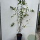 Amelanchier lamarckii 150-175 cm 7,5L