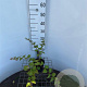 Rubus 'Betty Ashburner' 30-40 cm C1.3