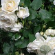 Rosa 'The Fairy Wit' 25-30 cm C1.3