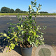 Amelanchier lamarckii 80-100 cm 10L