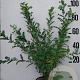 Caragana arborescens 80-100 cm 10L