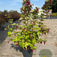 Leycesteria formosa 'Purple Rain' 60-80 cm 10L