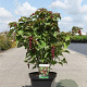 Leycesteria formosa 'Purple Rain' 60-80 cm 10L