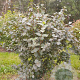 Viburnum carlcephalum 175-200 cm draadkluit 4 X verplant Wolk