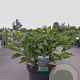 Viburnum davidii 40-50 cm 10L