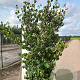 Cornus kousa chinensis 250-300 cm draadkluit verplant