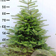 Abies koreana 100-125 cm met kluit