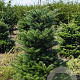 Abies koreana 80-100 cm met kluit verplant