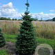 Abies koreana 225-250 cm draadkluit verplant
