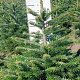 Abies nordmanniana 80-100 cm met kluit verplant
