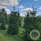 Picea abies 300-350 cm draadkluit verplant 120-130