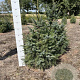 Picea omorika 80-100 cm met kluit