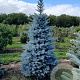 Picea pungens Super Blue Seedling 200-225 cm draadkluit verplant vertakt