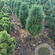 Pinus nigra 'Green Tower' 100-125 cm met kluit