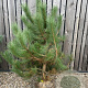 Pinus nigra nigra 150-175 cm met kluit verplant