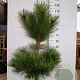 Pinus nigra nigra 150-175 cm met kluit verplant