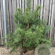 Pinus sylvestris 175-200 cm met kluit verplant