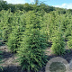 Tsuga canadensis 175-200 cm met kluit verplant